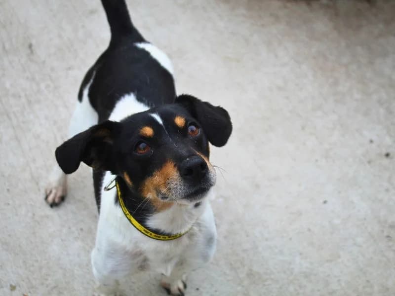 Anna, female 3yo Jack Russell Terrier for adoption at Dogs Trust Manchester, Manchester