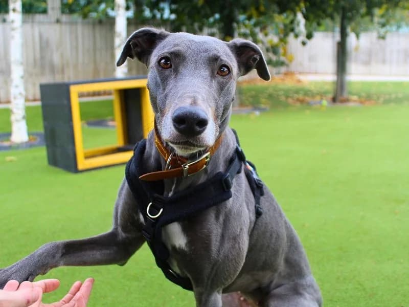Bonnie, female 5yo Lurcher for adoption at Dogs Trust Manchester, Manchester