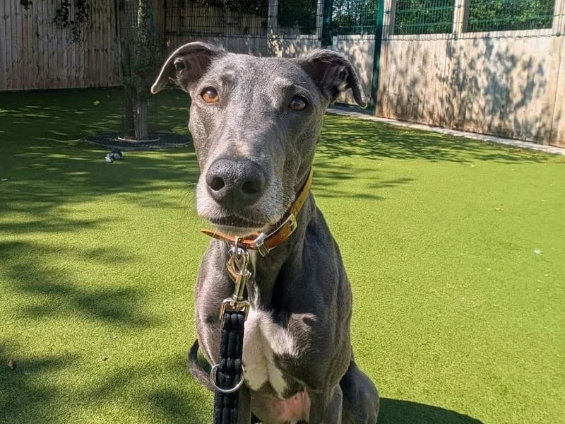 Bonnie, female 5yo Lurcher for adoption at Dogs Trust Manchester, Manchester