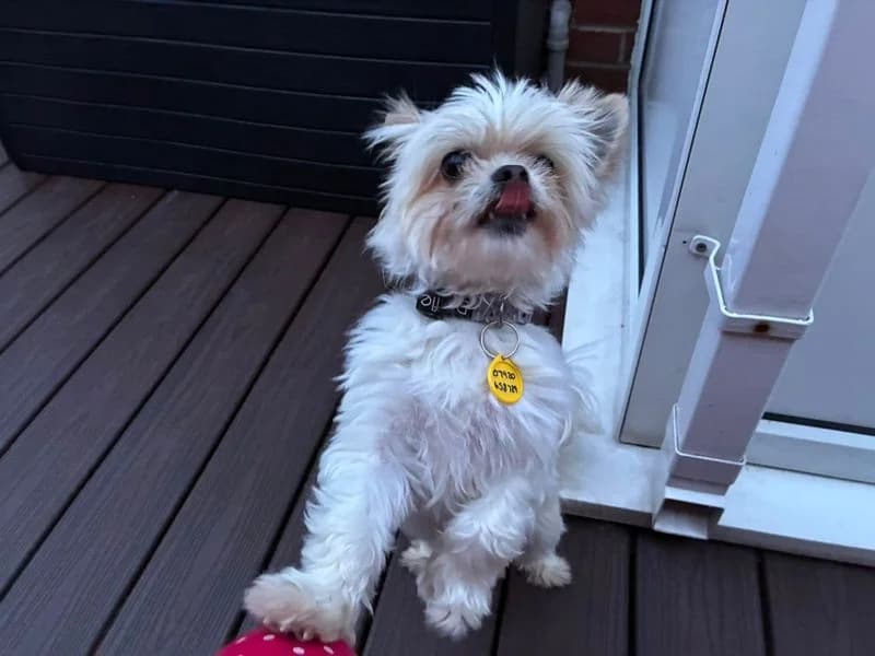 Bailey, male 6yo Shih Tzu for adoption at Dogs Trust Manchester, Manchester