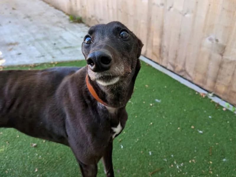 Annie, female 7yo Greyhound for adoption at Dogs Trust Manchester, Manchester
