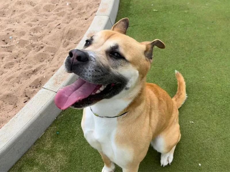Lola, female young Akita for adoption at Dogs Trust Manchester, Manchester