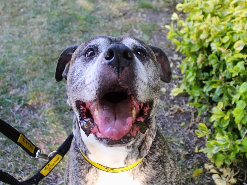 Mia, female 7yo English Bulldog for adoption at Dogs Trust Manchester, Manchester