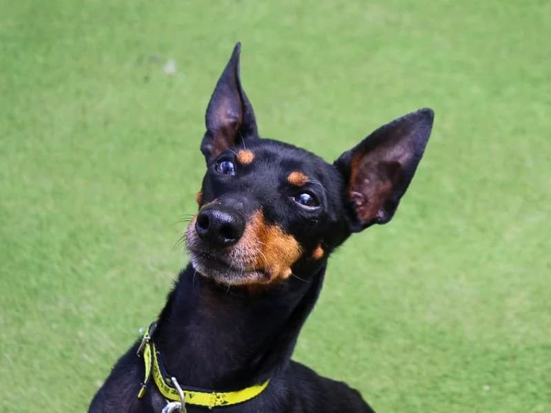 George, male 4yo mixed breed for adoption at Dogs Trust Manchester, Manchester