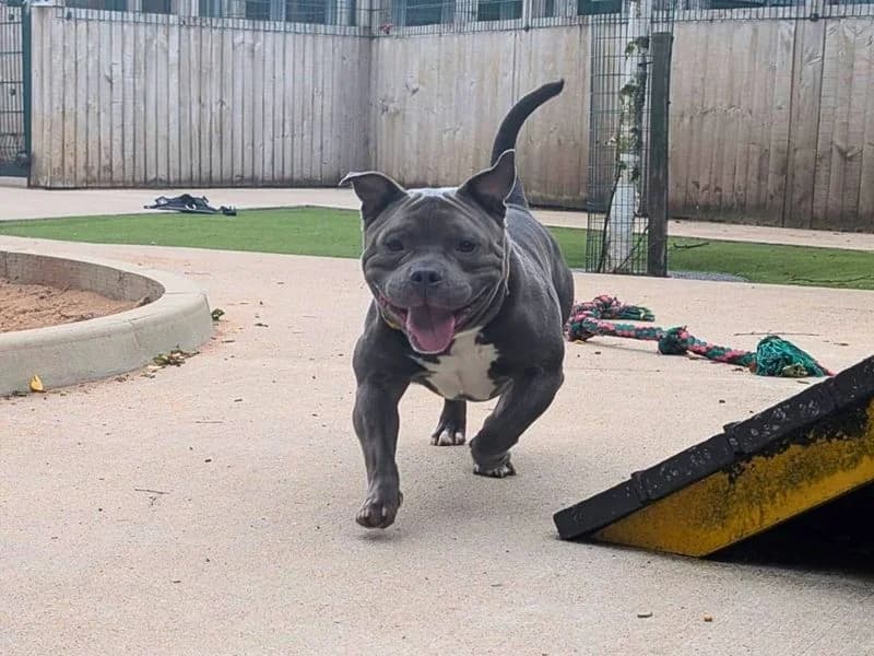 Blue, male young English Bulldog for adoption at Dogs Trust Manchester, Manchester