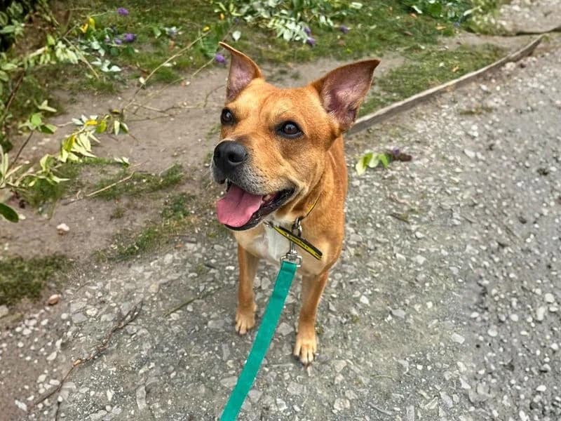 Rousey, male 4yo Staffordshire Bull Terrier for adoption at Dogs Trust Manchester, Manchester
