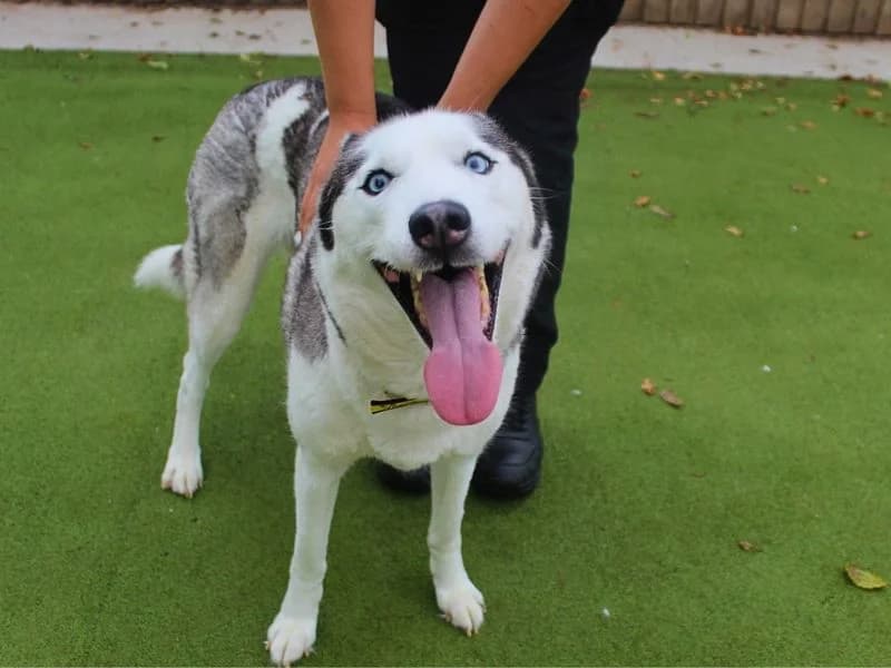 Willow, female 5yo Husky for adoption at Dogs Trust Manchester, Manchester