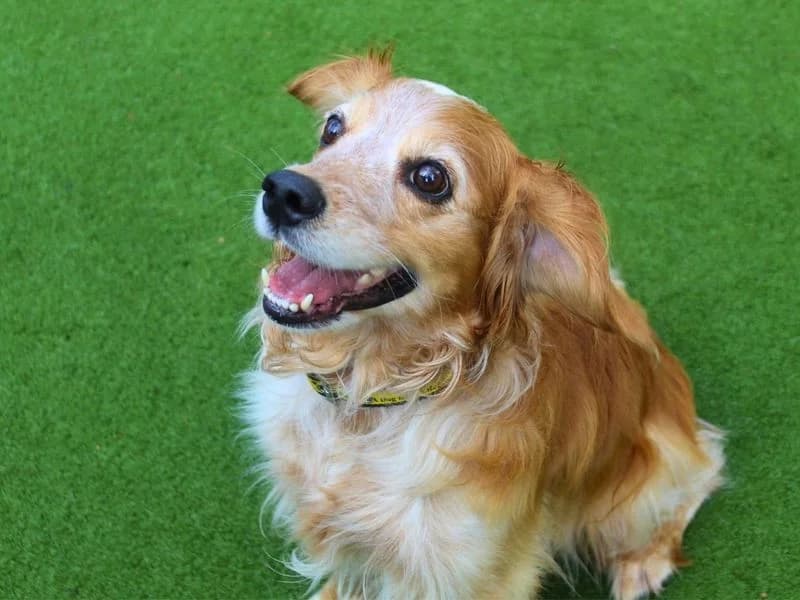 Bailey, male senior Cocker Spaniel for adoption at Dogs Trust Manchester, Manchester
