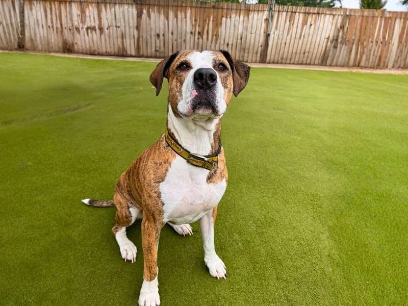 Poppy, female 5yo Staffordshire Bull Terrier for adoption at Dogs Trust Manchester, Manchester