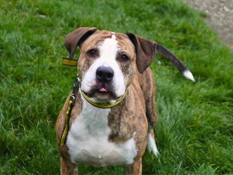 Poppy, female 6yo Staffordshire Bull Terrier for adoption at Dogs Trust Manchester, Manchester