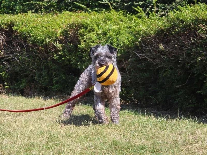 Victor, male senior mixed breed for adoption at Dogs Trust Manchester, Manchester