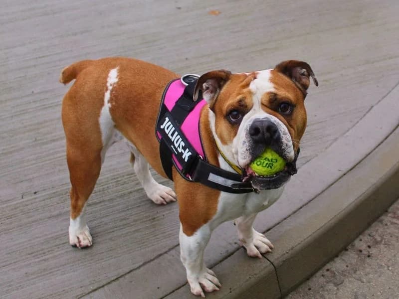 Layla, female 6yo English Bulldog for adoption at Dogs Trust Manchester, Manchester
