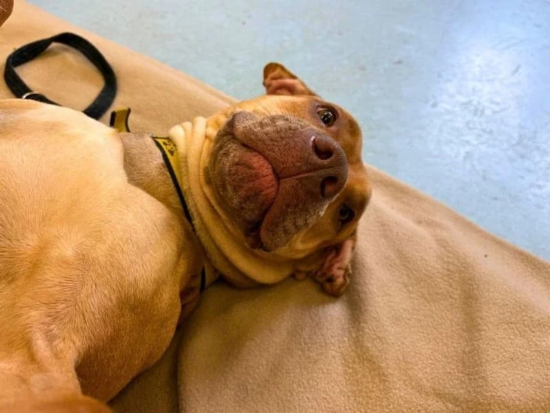 Tina, female 6yo Staffordshire Bull Terrier for adoption at Dogs Trust Manchester, Manchester