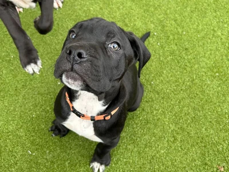 Gus, male puppy Mastiff for adoption at Dogs Trust Manchester, Manchester