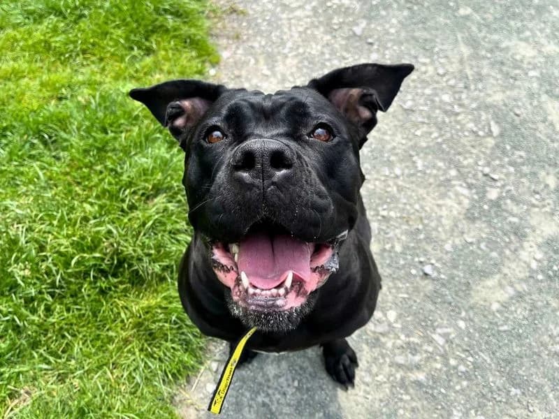 Mazzi, female 3yo Cane Corso for adoption at Dogs Trust Manchester, Manchester