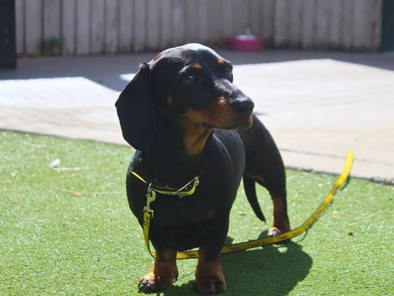 Millie, female young mixed breed for adoption at Dogs Trust Manchester, Manchester
