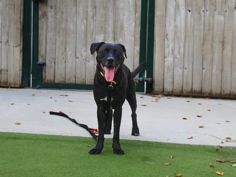 Walter, male 3yo Labrador Retriever for adoption at Dogs Trust Manchester, Manchester