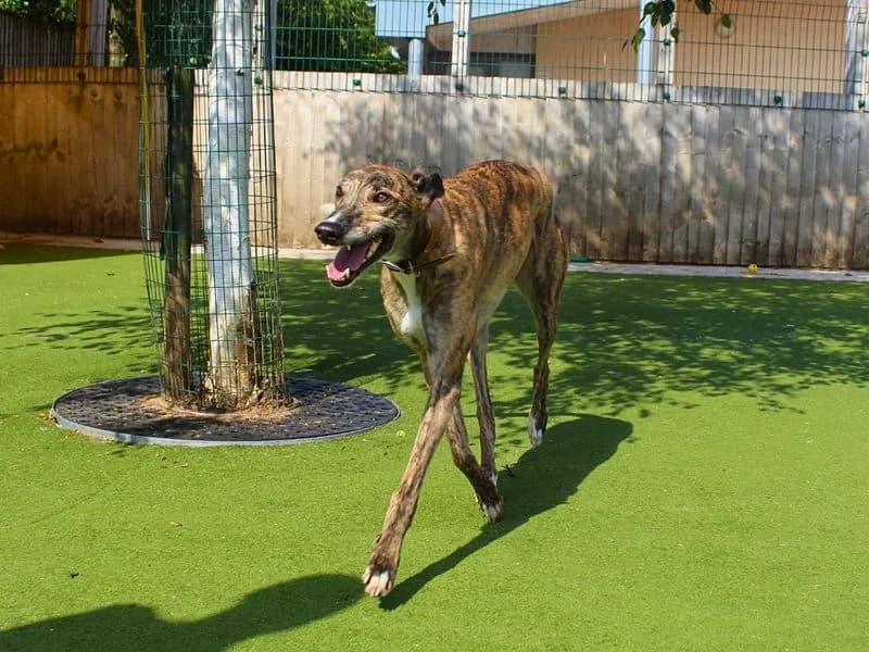 Zion, male 3yo Greyhound for adoption at Dogs Trust Manchester, Manchester