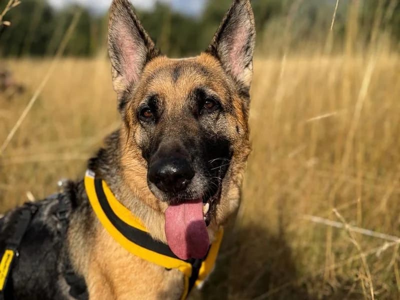 Harley, female senior mixed breed for adoption at Dogs Trust Manchester, Manchester