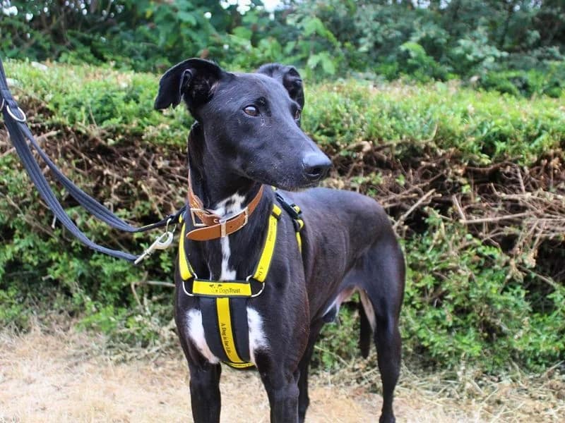 Storm, male 6yo Lurcher for adoption at Dogs Trust Manchester, Manchester