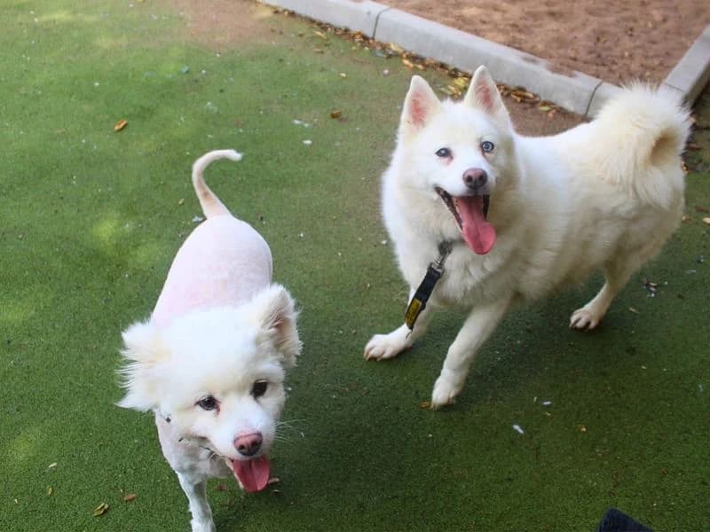Luna, female senior Alaskan Malamute for adoption at Dogs Trust Manchester, Manchester