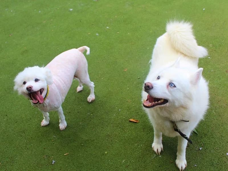 Connor, male senior Akita for adoption at Dogs Trust Manchester, Manchester
