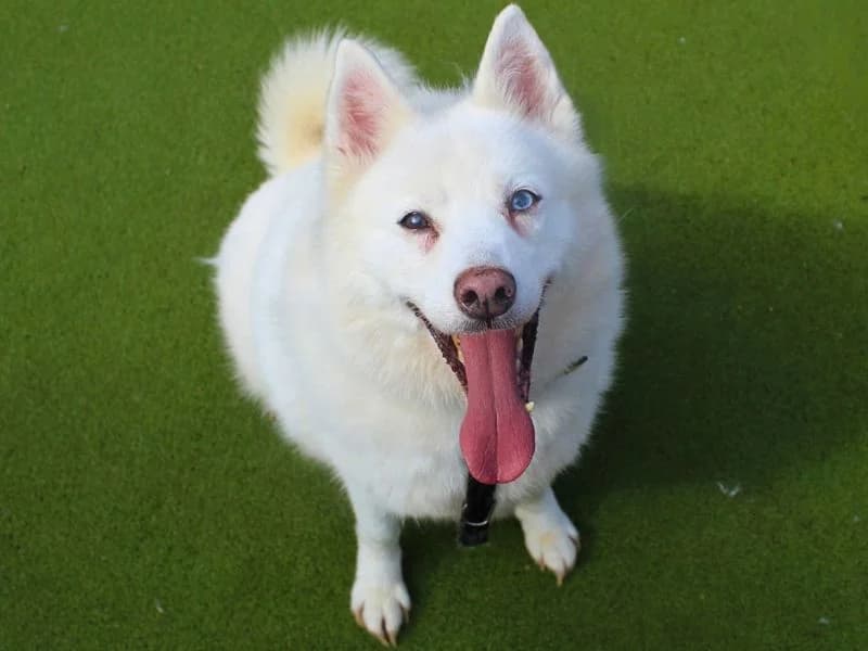 Connor, male senior Akita for adoption at Dogs Trust Manchester, Manchester