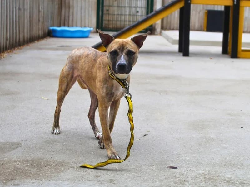 Luna, female young American Staffordshire Terrier for adoption at Dogs Trust Manchester, Manchester