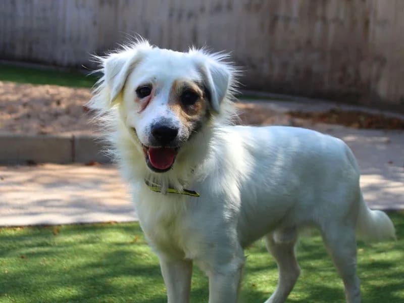 Horace, male 3yo Jack Russell Terrier for adoption at Dogs Trust Manchester, Manchester