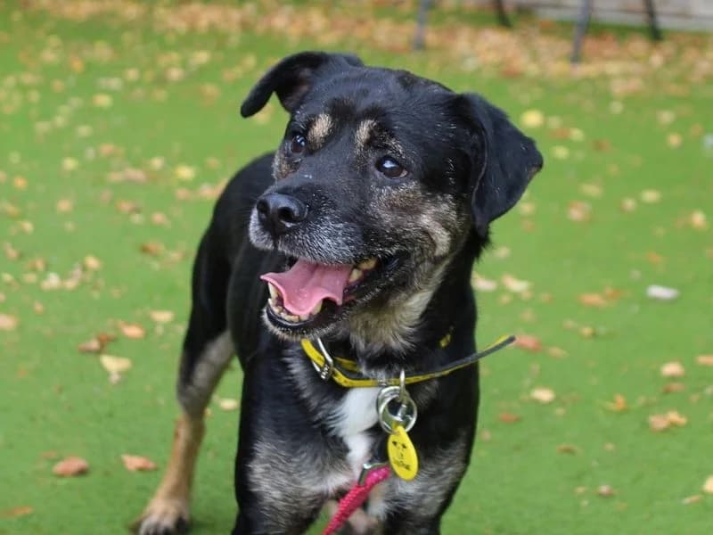 Vernon, male 6yo Jack Russell Terrier for adoption at Dogs Trust Manchester, Manchester