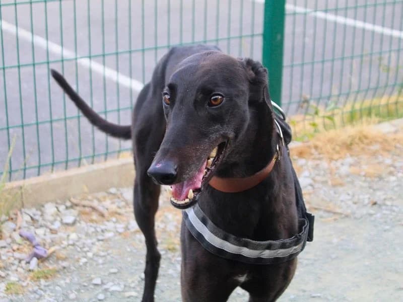 Triton, male 6yo Greyhound for adoption at Dogs Trust Manchester, Manchester