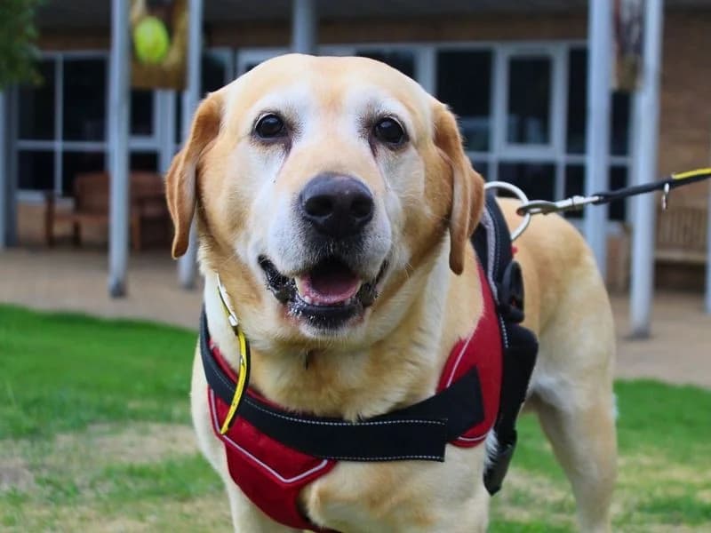 Chester, male senior Labrador Retriever for adoption at Dogs Trust Manchester, Manchester