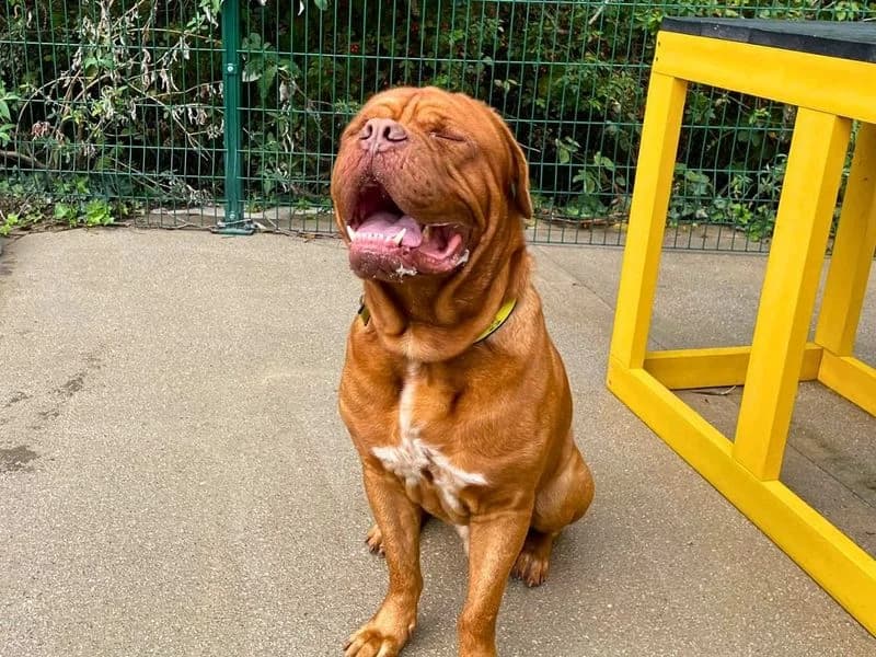 Zeus, male 4yo mixed breed for adoption at Dogs Trust Manchester, Manchester