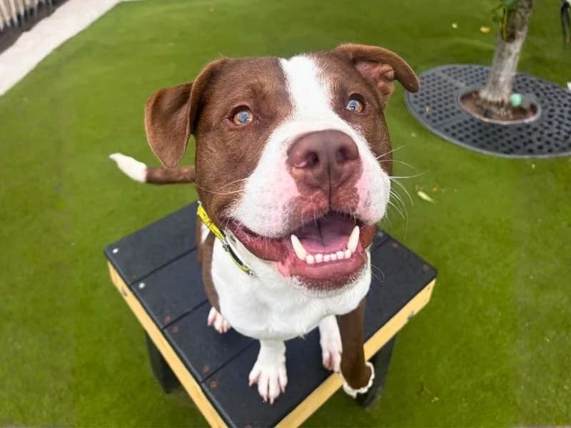 Broly, male young Staffordshire Bull Terrier for adoption at Dogs Trust Manchester, Manchester