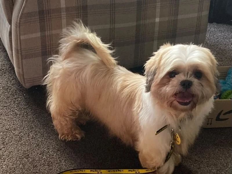 Coco, female 5yo Shih Tzu for adoption at Dogs Trust Manchester, Manchester