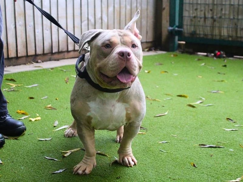 Phoenix, male young mixed breed for adoption at Dogs Trust Manchester, Manchester