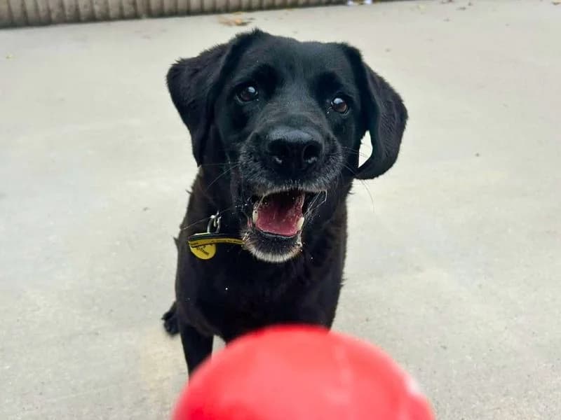 Amour, female senior Labrador Retriever for adoption at Dogs Trust Manchester, Manchester