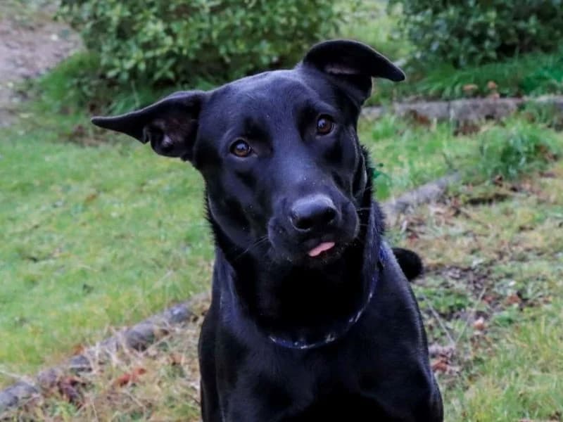Betty, female 7yo mixed breed for adoption at Dogs Trust Manchester, Manchester