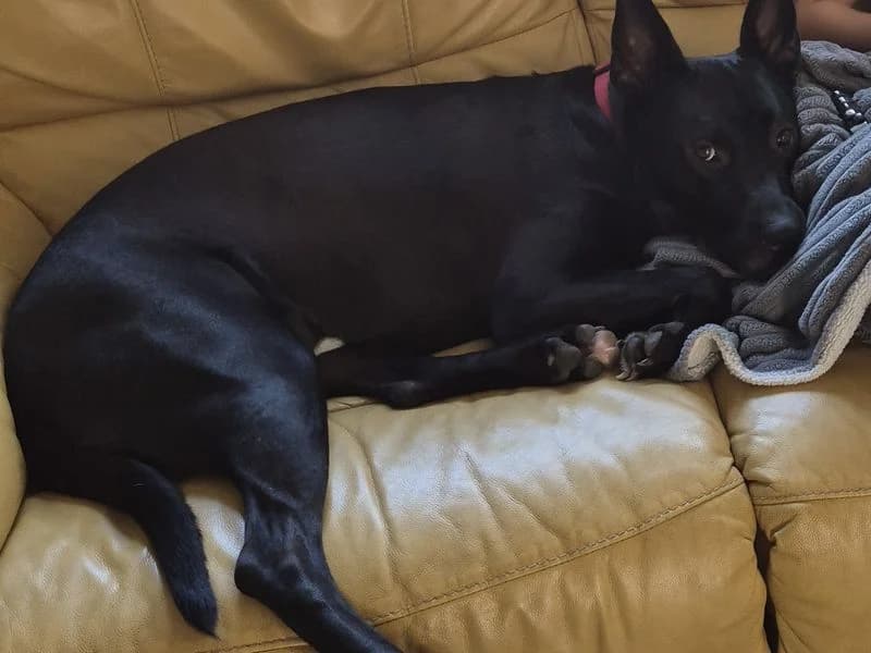 Betty, female 7yo mixed breed for adoption at Dogs Trust Manchester, Manchester