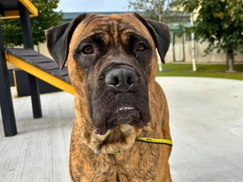Ivan, male 3yo Mastiff for adoption at Dogs Trust Manchester, Manchester