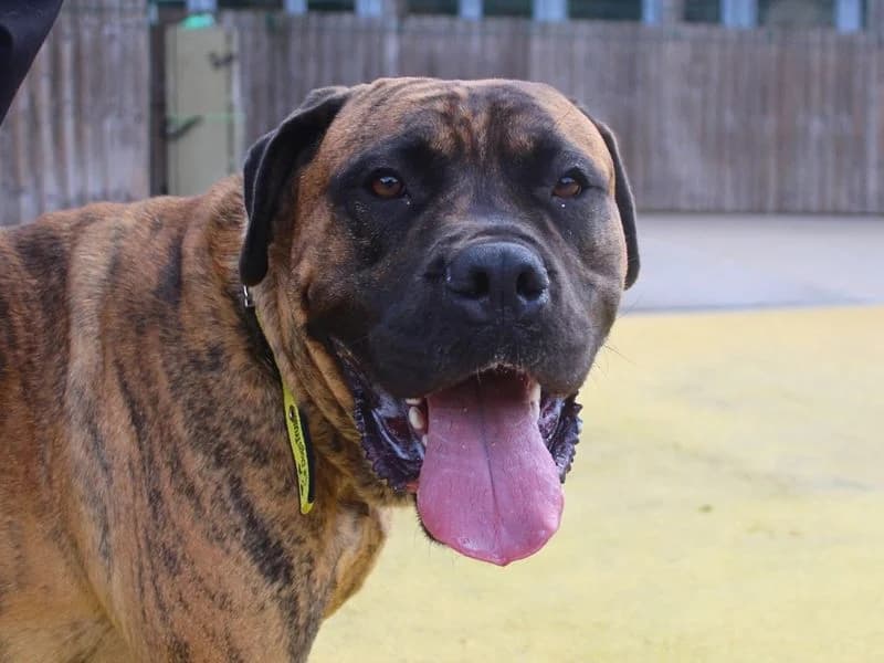 Ivan, male 3yo Mastiff for adoption at Dogs Trust Manchester, Manchester
