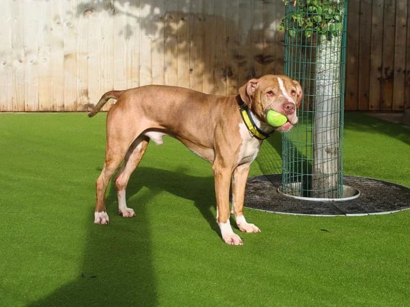 Chicken Nugget, male 5yo Staffordshire Bull Terrier for adoption at Dogs Trust Manchester, Manchester