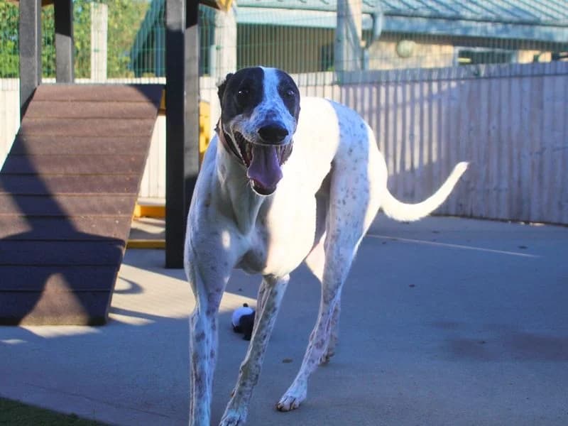 Felix, male 6yo Greyhound for adoption at Dogs Trust Manchester, Manchester