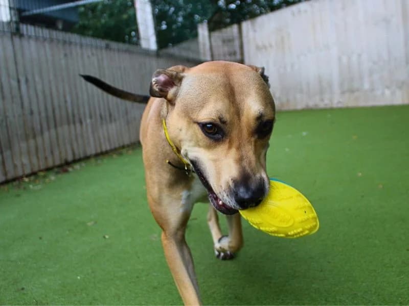 Buddy, male 3yo mixed breed for adoption at Dogs Trust Manchester, Manchester
