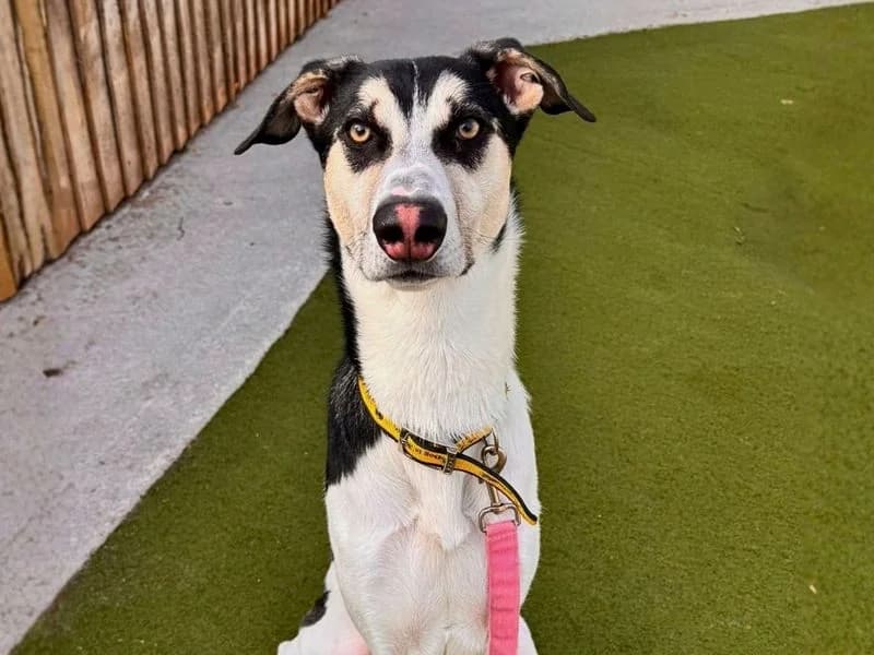 Sonic, male 4yo mixed breed for adoption at Dogs Trust Manchester, Manchester