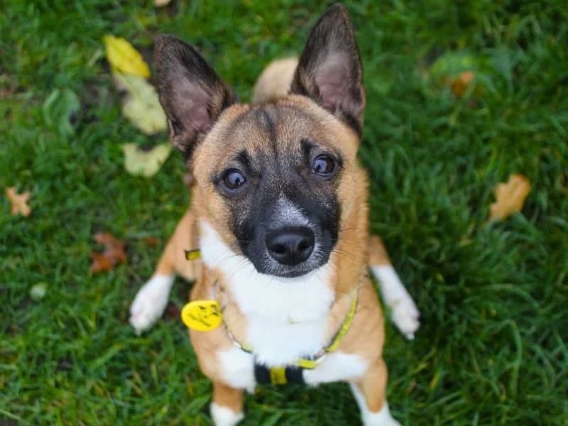 Louie, male puppy Jack Russell Terrier for adoption at Dogs Trust Manchester, Manchester
