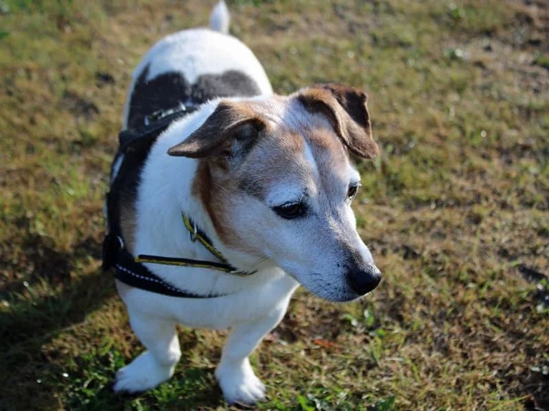 Patsy, female senior Jack Russell Terrier for adoption at Dogs Trust Merseyside, Liverpool