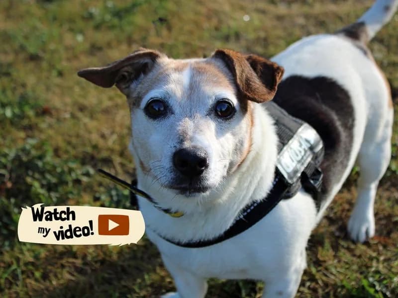 Patsy, female senior Jack Russell Terrier for adoption at Dogs Trust Merseyside, Liverpool