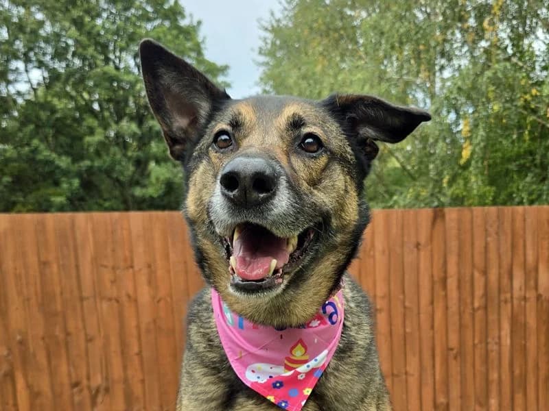 Nala, female 7yo Belgian Malinois for adoption at Dogs Trust Merseyside, Liverpool