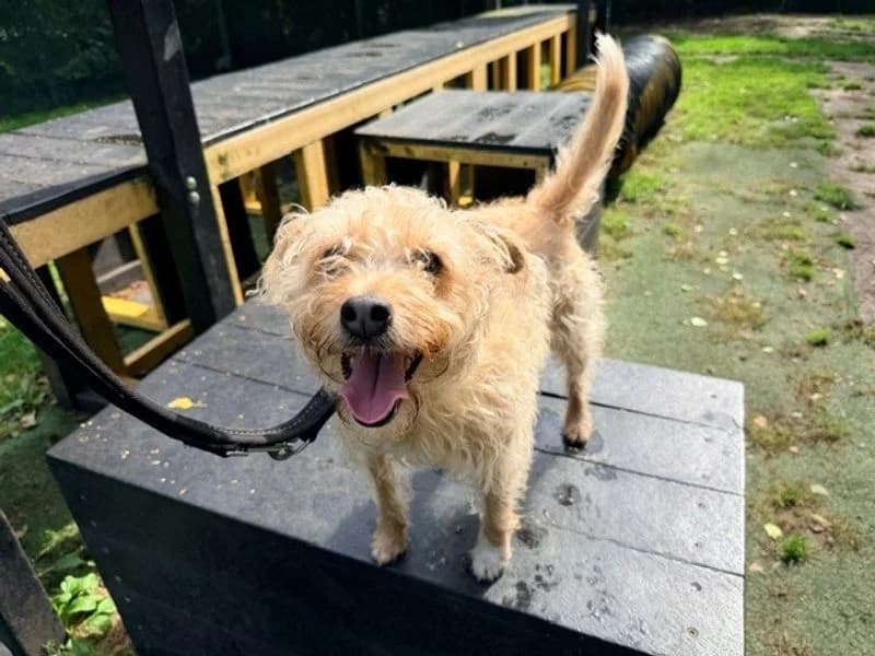 Millie, female senior Mixed Breed for adoption at Dogs Trust Merseyside, Liverpool